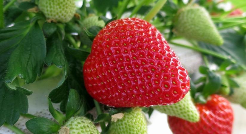 Tornádó után napsütéshiány: Kétségbeejtő helyzetben a görög epertermesztők