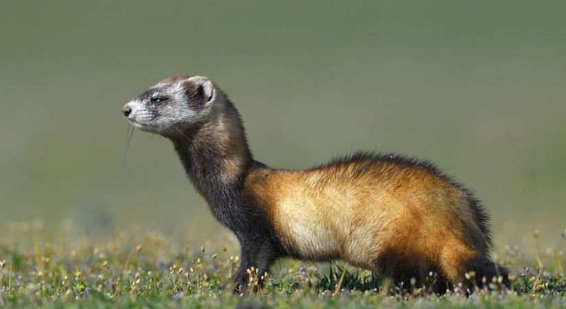 Ördöngös cukiság lett 2026-ban az Év Emlőse: mutatjuk, miért kellene jobban vigyázni rá