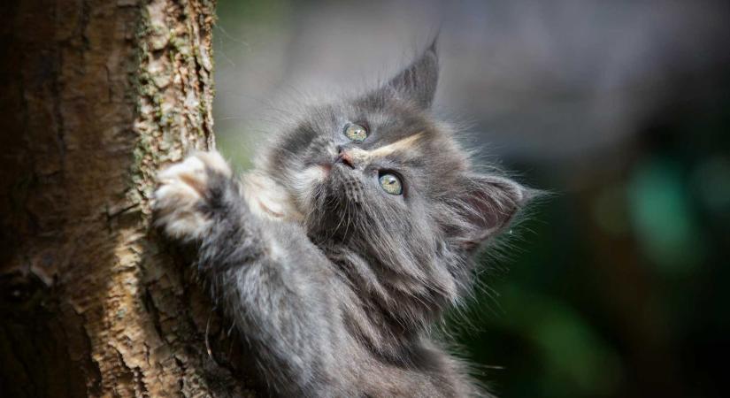 Cicát mentettek a Maros megyei tűzoltók