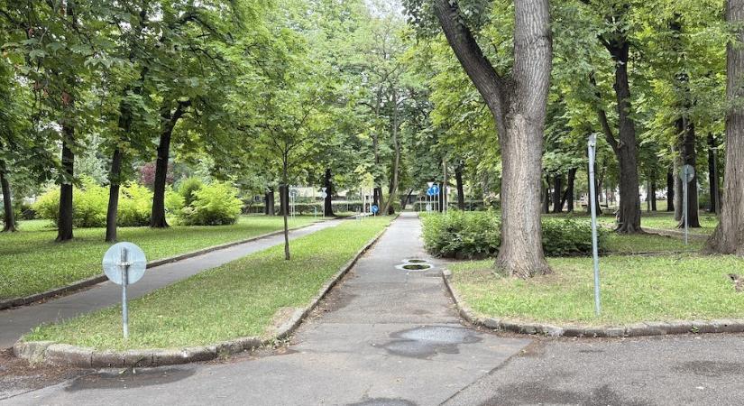 21 balesetveszélyes fát vágnak ki a győri Erzsébet ligetben