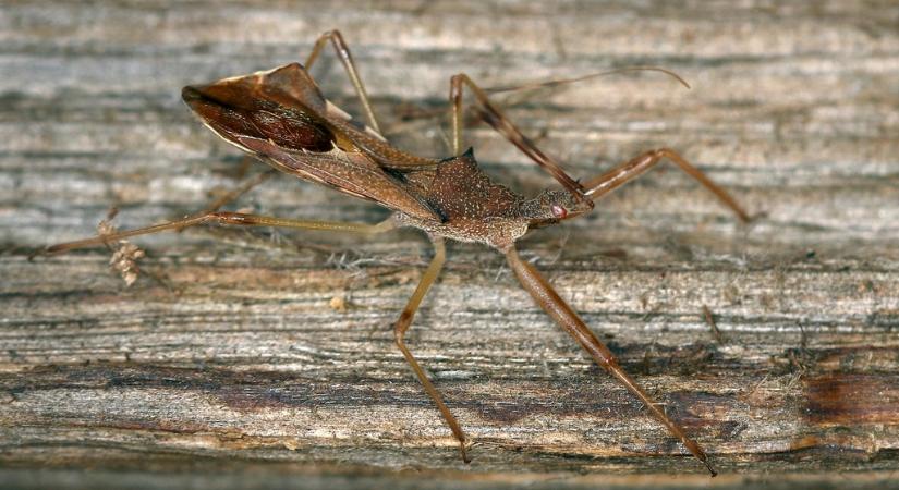 Terjed a tüskés rablópoloska Magyarországon