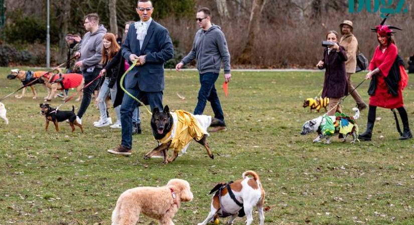 Kutyusok százai, kreatív jelmezek és vidám kavalkád: idén is jól sikerült a DOGZ Farsangi Falkaséta