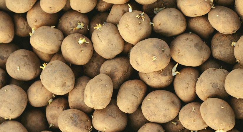 Te is visszaveted a burgonyát? Itt a törvényi kötelezettség, amiről sokan még csak nem is hallottak