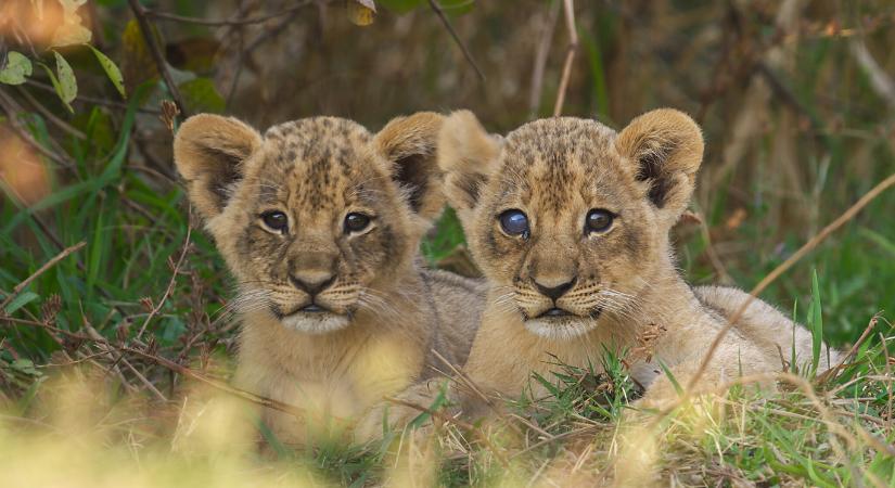 David Attenborough új sorozata a Trónok harca stílusában mutatja be a természet drámáit