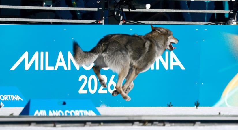 Kutya cameózott a sífutók csapatversenyén a téli olimpián