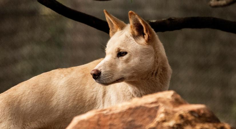 Éhes falkák tizedelik az állatállományt