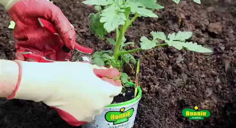 Február vagy március? Ekkor érdemes elvetni a paradicsomot