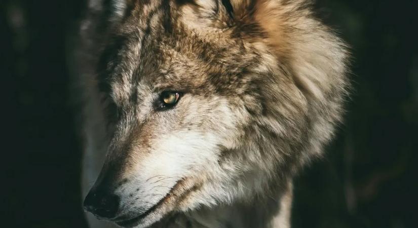 Farkasfalka okozott vérengzést egy németországi faluban