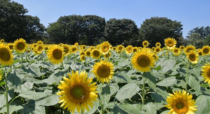 Drótféreg és gombabetegségek: kettős kihívás a napraforgóban