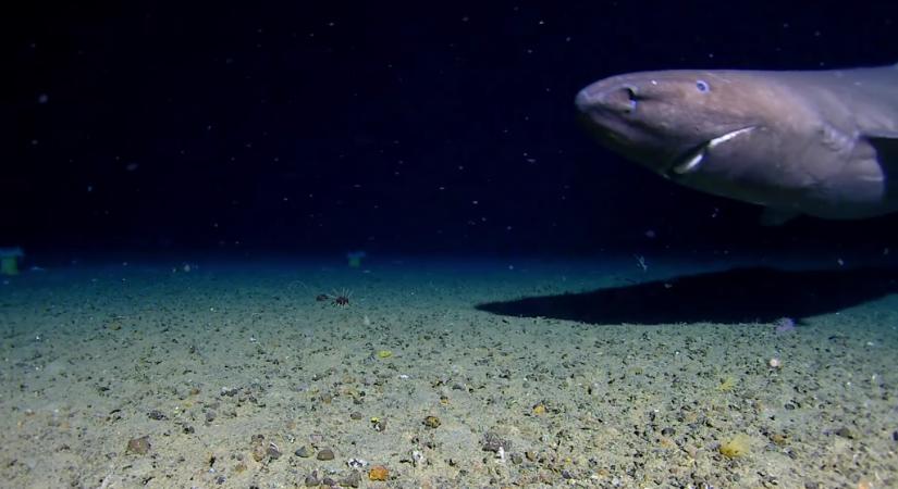 Olyan helyen láttak cápát, ahol korábban még soha