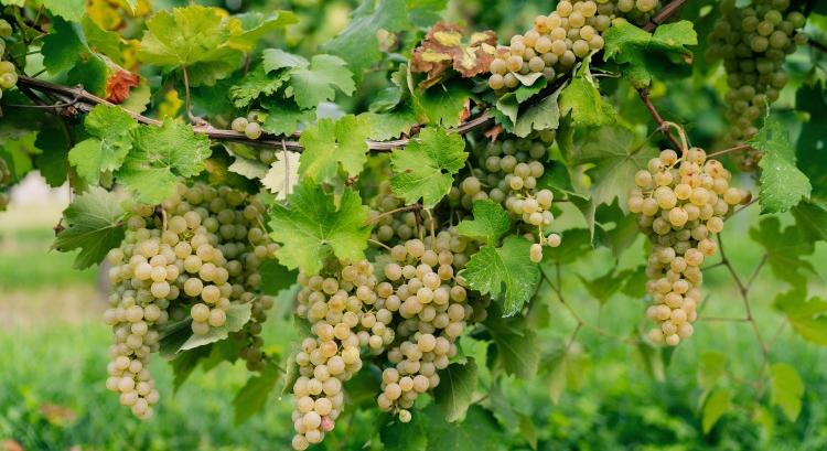 Borpiaci lejtmenet és járvány: dupla csapás