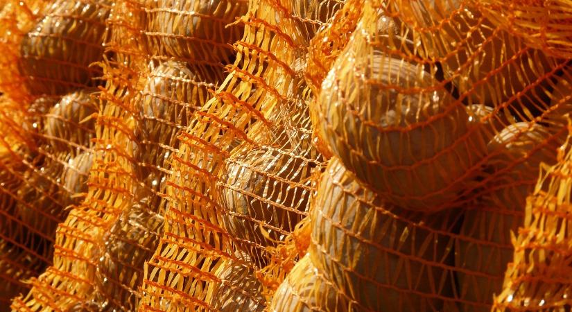 Kiemelkedő burgonyatermésre számítanak Lengyelországban