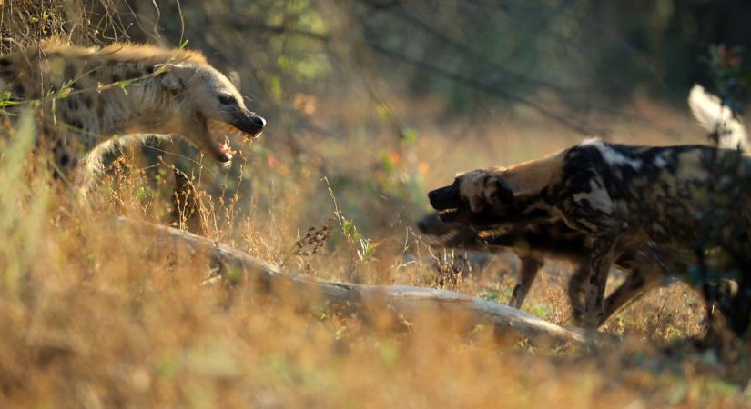 Trónok harca a vadonban - Sir David Attenborough narrálásával