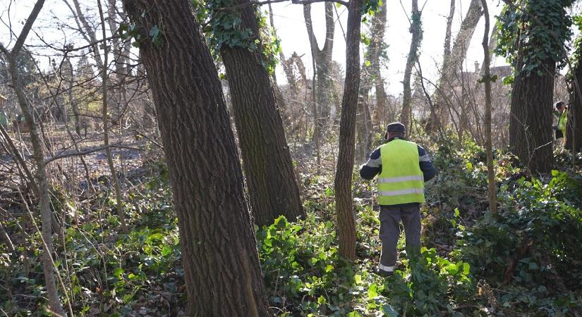 Megvizsgálják a veszélyes fákat