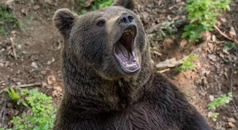 Kacsa lehetett a medve a szakemberek szerint