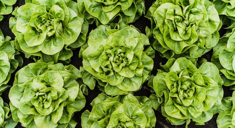 Ilyen szuperzöldséget ültess a kertedbe: aranyat ér, egész évben terem