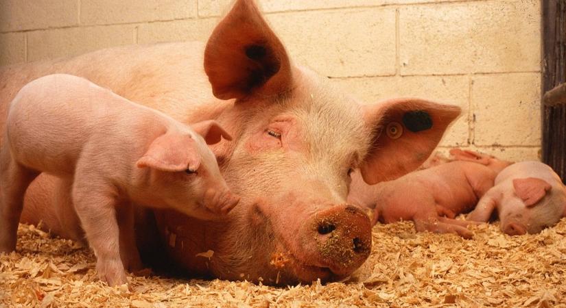 Jogvesztő határidő: figyelmeztet a Kincstár, két hetük van a kocatámogatást igénylőknek