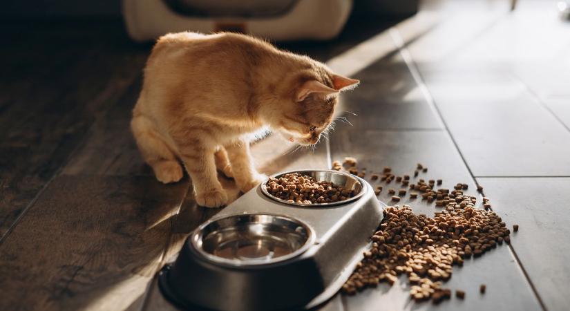 Amikor a macska úgy dönt, hogy az ételt nem a tálban eszi meg – Mit jelent, ha máshol választ magának helyet?
