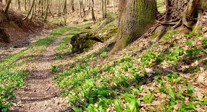 Medvehagyma Fesztivál 2026 Orfű