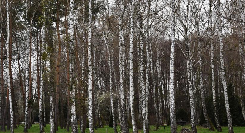 Ezt akarja most megkóstolni mindenki Zalában! De mi köze ennek a nyírfához? Mutatjuk!