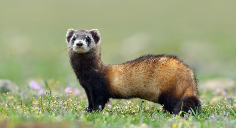 Tyúkólfosztogatónak tartják az év emlősét, akit alig ismerünk
