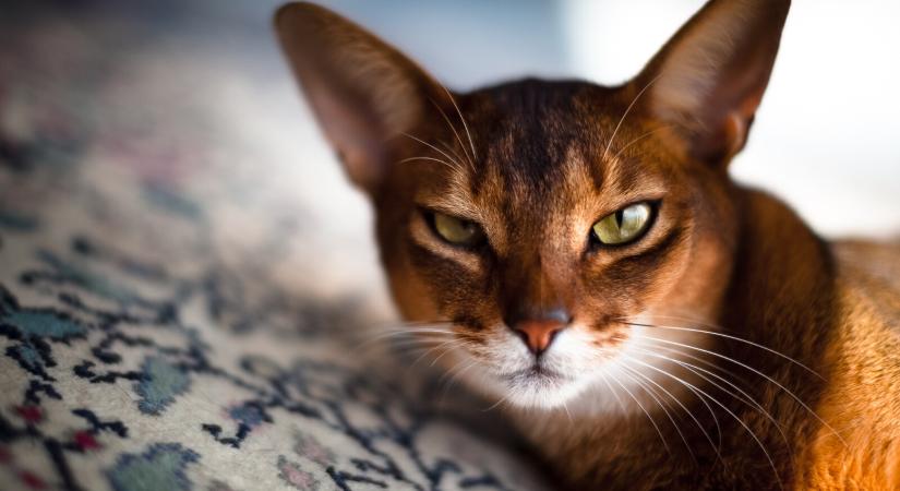 Ez a 10 legokosabb macskafajta – Vajon a kedvenced is köztük van?