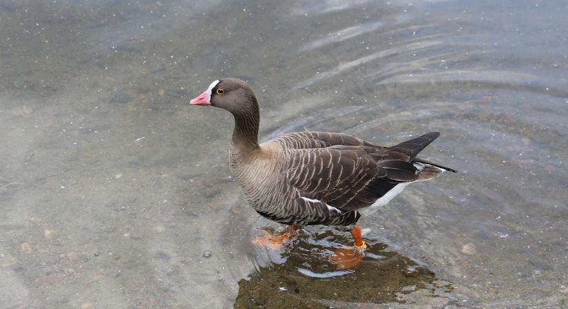 Ritka vadlúdfajok jelentek meg a kardoskúti Fehér-tónál