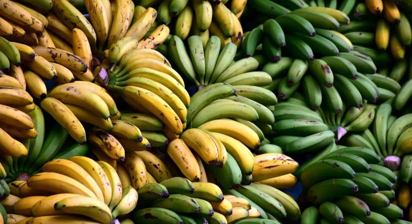 Forradalmi áttörés mentheti meg a pusztulástól a világ kedvenc gyümölcsét