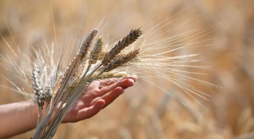 Jelentős forrással segítik a terményszárítók fejlesztését