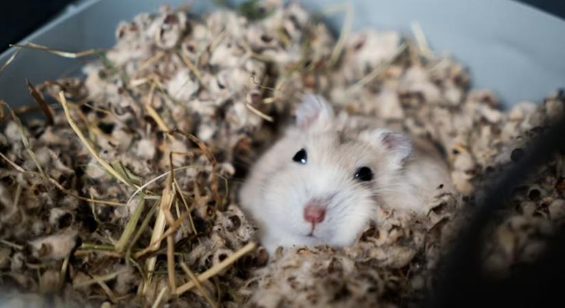 Mit tanulhatnak az űrhajósok a téli álmot alvó hörcsögöktől?