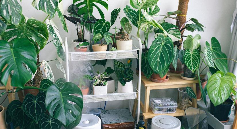 5 ok, amiért a szobanövények levele barnulni kezd – ez a megoldás