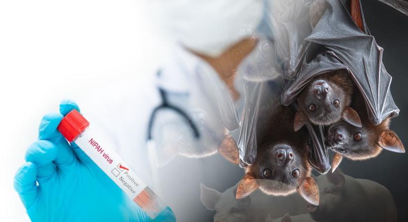 Nem terjed könnyen, de akár halálos is lehet – Minden, amit a Nipah-vírusról tudunk