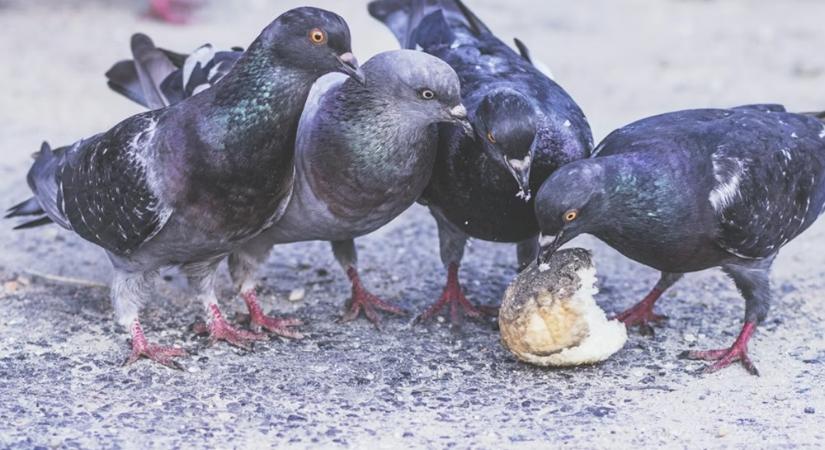 550 galamb egy sufniban – mit árul el a mentés a városi madártartásról?