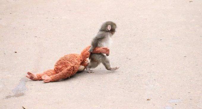 Megőrül az internet a makákóért, akinek egy plüssmajom lett a legjobb barátja