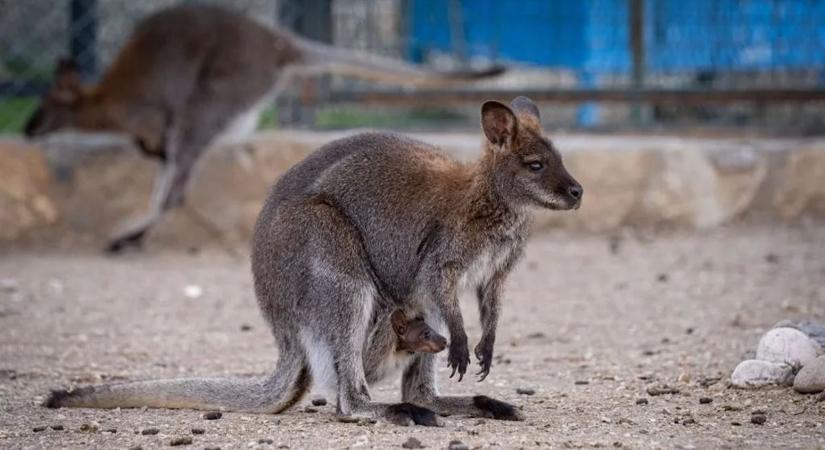 Van erszénye a hím kengurunak?