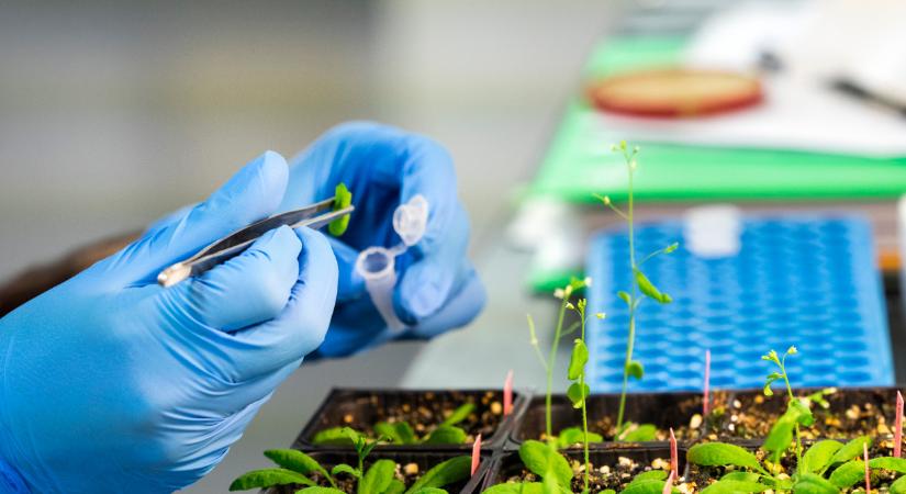 Itt az EU terve: megszüntetnék az új GMO-k kötelező ellenőrzését