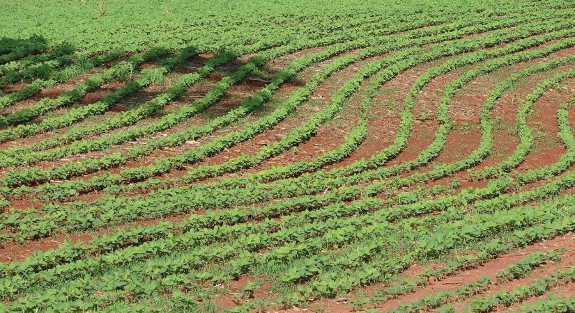 Félelmetes brazil földtartalékok: nincs határa a növekedésnek?