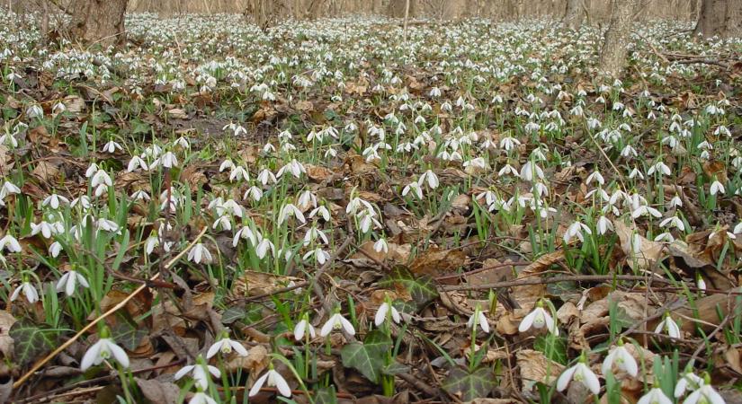 Lébényben tavaszt bont a Hanság – hóvirágszőnyeg a Tölgy-erdőben