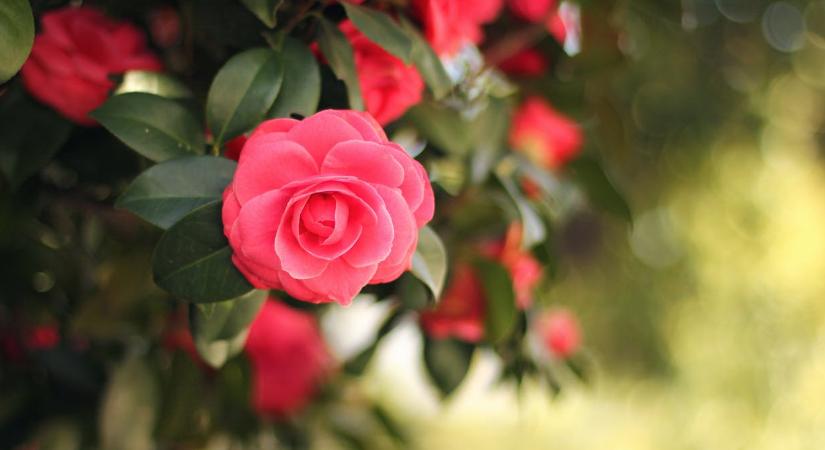 Erre van szüksége a rózsának februárban, hogy bőséges legyen a virágzás