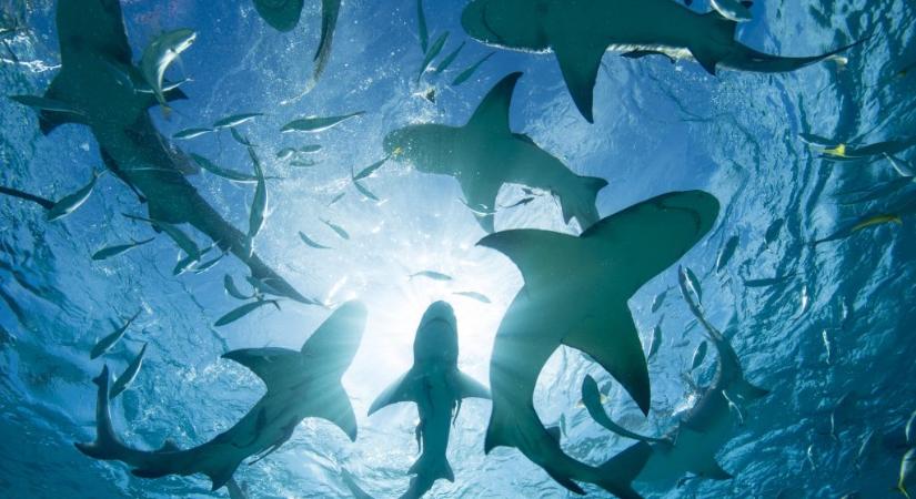 Kvíz: erre a 10 cápákról szóló kérdésre csak egy szakértő tud válaszolni