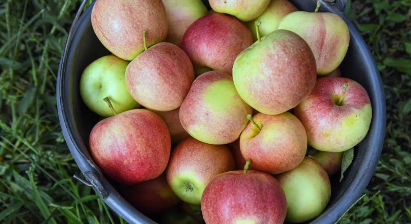 Kiszorulhat a boltokból a magyar alma, paradicsom és paprika az árrésstop miatt