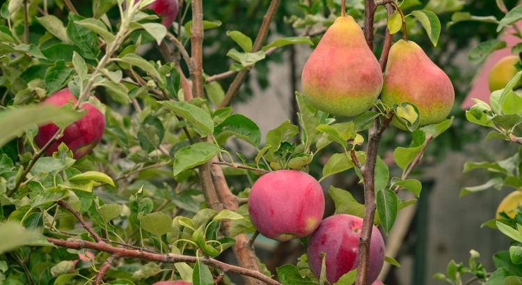 Áll a körte – és az alma is: mit üzennek a friss WAPA-adatok?