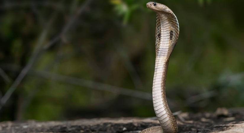 A kannibalizmus a kígyóknál sokkal gyakoribb, mint azt bárki is gondolta