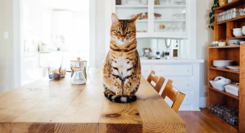 Domináns, félénk vagy impulzív? A te macskád melyik személyiségtípusba tartozik?