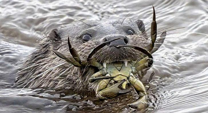 Vicces fotókon az óriási zsákmányt ejtő vidra, mohóságában alig bírta partra vonszolni magát
