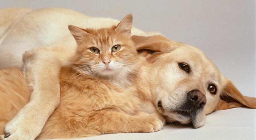 Ilyen megható felvételeket még biztosan nem láttál a kutya-macska barátságról (videó)