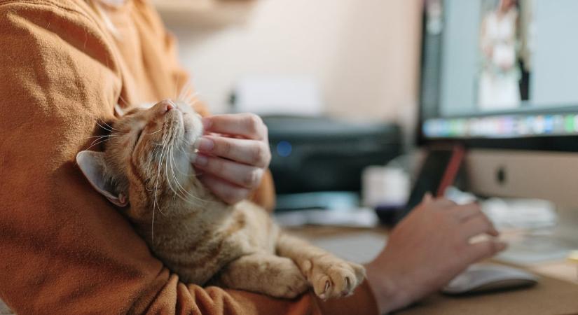 Miért vonzódunk a cicákhoz? Pszichológiai és biológiai okok állnak a háttérben