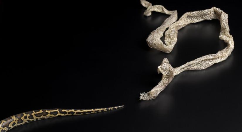 Egy indiai nő eljátszotta, hogy kígyóvá változott, hogy megszökjön a házasság elől