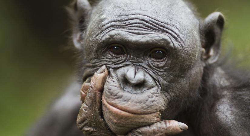 Ledöbbentette a tudósokat egy bonobó – Kizárólag emberinek hitt képessége van