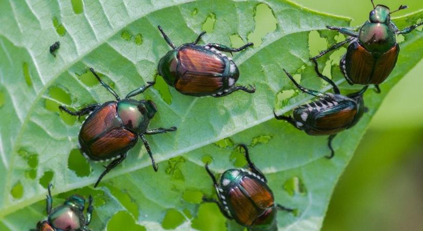 Rovarinvázió: a világ legveszélyesebb rovara tart hazánk felé, riadót fújt a hatóság!
